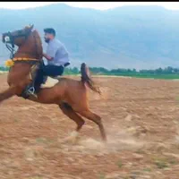 اسب نریان|حیوانات مزرعه|شیراز, قلات|دیوار