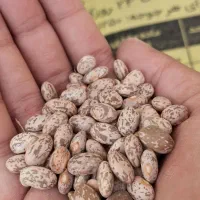 فروش لوبیا