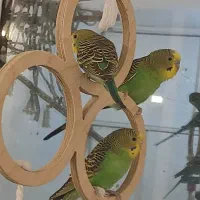 فروش مرغ عشق