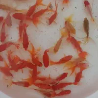 ماهی قرمز ۲۰۰۰هزار تومن