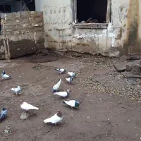 ۶۰ عدد کبوتر تیدی باش سپه وباش ساری درهم|پرنده|انگوت, |دیوار