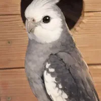 قبول سرپرستی پرنده