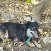 سگ پاکوتاه زرنگ و حرف گوش کن|سگ|دزفول, |دیوار