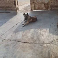 سگ  سرابی نر