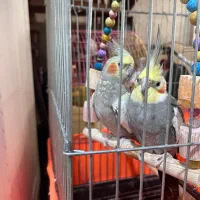 عروس هلندی سخنگو همراه چهار تخم