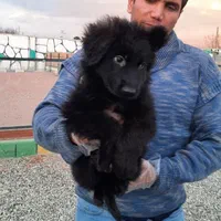 توله دوبرمن ، روتوایلر ، ژرمن و کنکورسو|سگ|تهران, درکه|دیوار