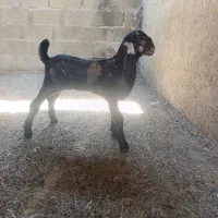 کهره نر کاموری وبز دو کهره ای