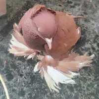 جفت کبوتر زینتی راعبی سرخ و سفید مهر
