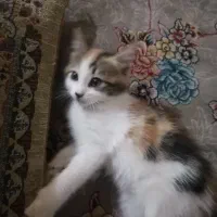 واگذاری رایگان بچه گربه واگذاری
