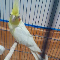دوتا عروس نر