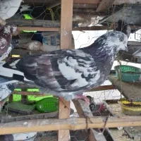 کبوتر سوسکی نر غریب|پرنده|رشت, کوی فکوری|دیوار