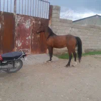 مادیان کرد ۷ ساله اماده سواری