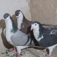کبوتر لچکی
