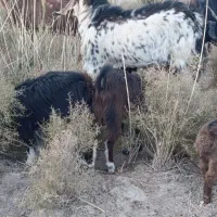 بزوگوسفند|حیوانات مزرعه|میرجاوه, |دیوار