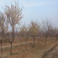 درخت سیب زرد و قرمز