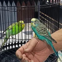 دو عدد مرغ عشق به همراه قفس