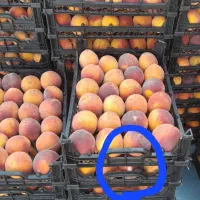 حرص سم پاشی وپاکنی باتیلر ودرخت کاری