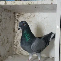 کبوتر