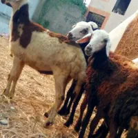 گوسفند...چهار تا بره ماده پلنگی جنس خوب