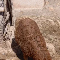 بره نر چاق