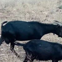 نر بز مورسیا