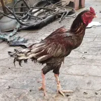 خروس و دوتا مرغ