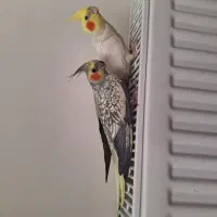 عروس هلندی مولد