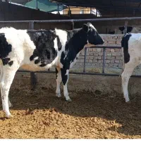 گوساله ماده