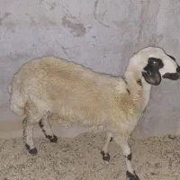 فروش بره ماده سالم|حیوانات مزرعه|ساوه, |دیوار
