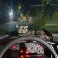 گربه ماده اسکاتیش|گربه|یزد, |دیوار