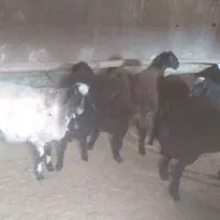 برهنرچاق|حیوانات مزرعه|رامند, |دیوار