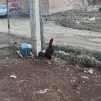 معاوظه با مرغ محلی|حیوانات مزرعه|صومای برادوست, |دیوار