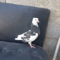 کبوتر جوجه یه کت نرسبزدشت
