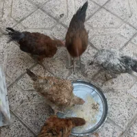 مرغ|حیوانات مزرعه|مشهد, طلاب|دیوار