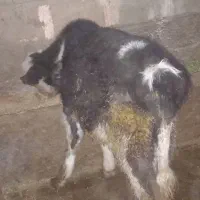 یگ عدد گوساله نر سیمینتال گور