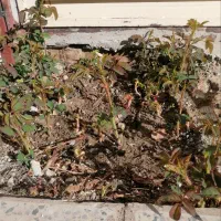 نهال گل محمدی، نارنج|گل و گیاه طبیعی|چرداول, |دیوار