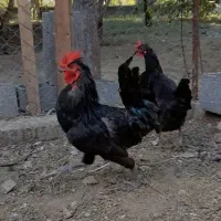 یک جفت مرغ وخروس تازه به تخم اومده زیبا|حیوانات مزرعه|قم, حاج زینل|دیوار
