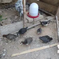 جوجه گلین 1ماهه دونه70|حیوانات مزرعه|مبارکه, |دیوار