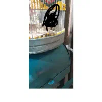 یک عدد سهره خاکی مثت خون