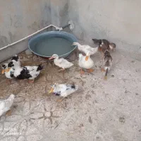 اردک|حیوانات مزرعه|چوار, |دیوار