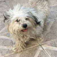 واگذاری شیتزو|سگ|سراب, |دیوار