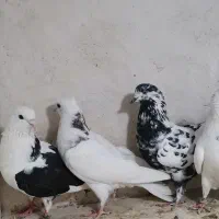 پرنده|پرنده|بانه, |دیوار
