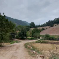 فیش مکه