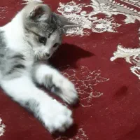 گربه گم شده درصفادشت|گربه|صفادشت, |دیوار