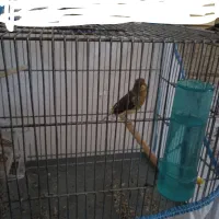 قناری شش دنگ مست|پرنده|مریوان, |دیوار