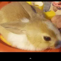 خرگوش همه رنگ موجوده قیمت ۳۰۰