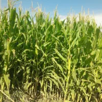 ذرت علوفه ای