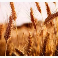 گندم بوجاری صدرا|خوردنی و آشامیدنی|رزن, |دیوار