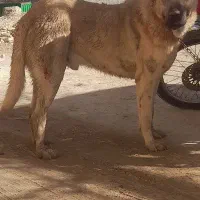 سگ پژدر از نسل قصاب|سگ|آبگرم, |دیوار