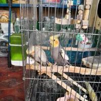 عروس هلندی جفت با قفس